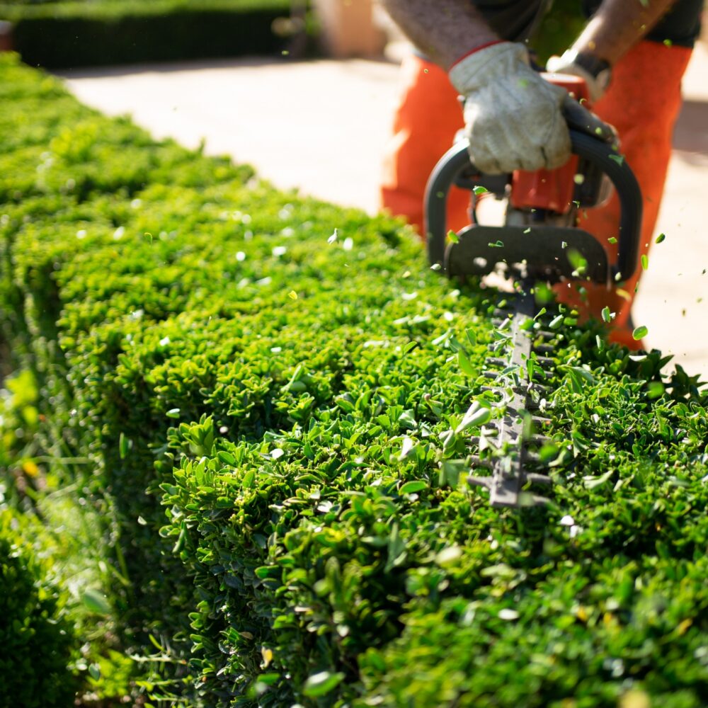 Hedge cutting