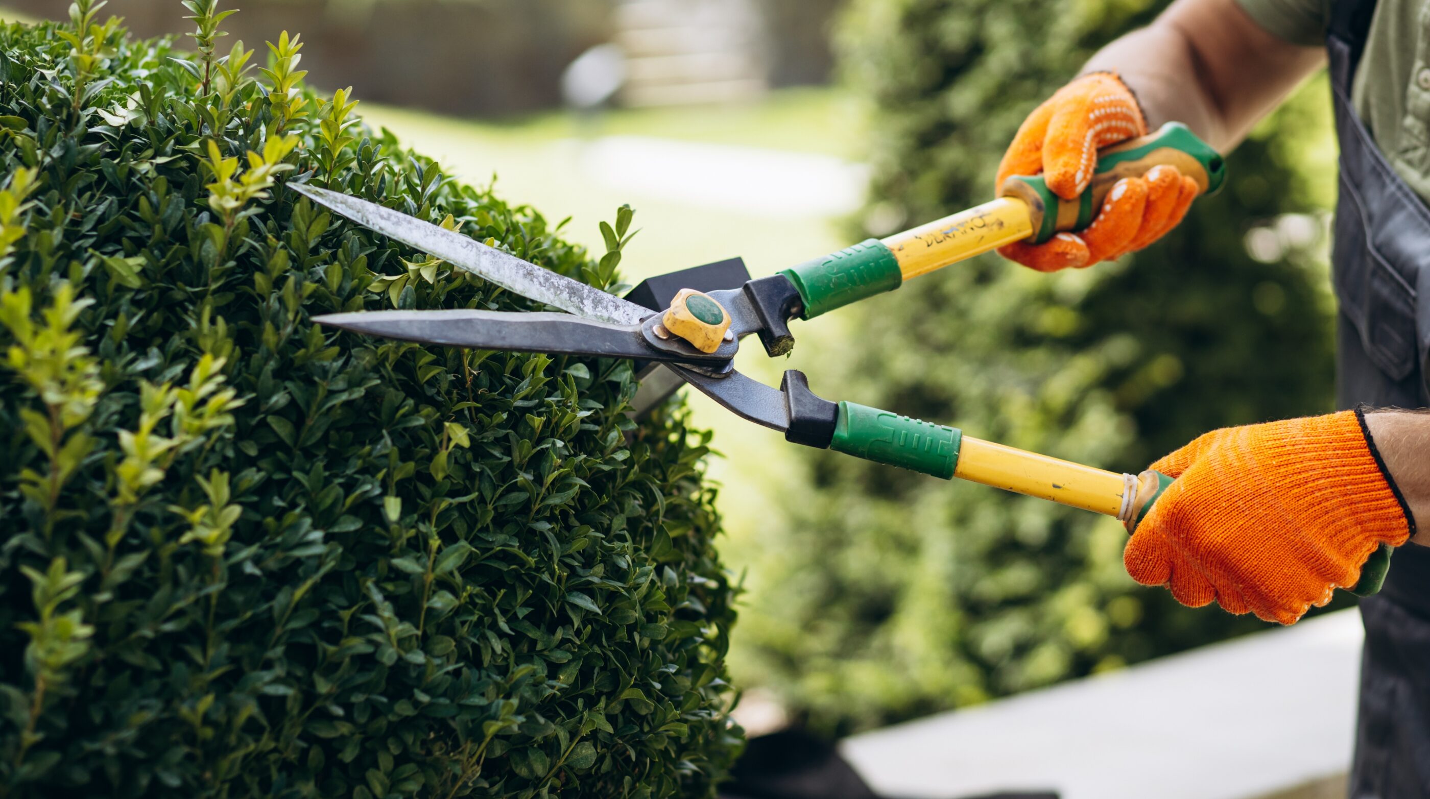 Hedge cutting