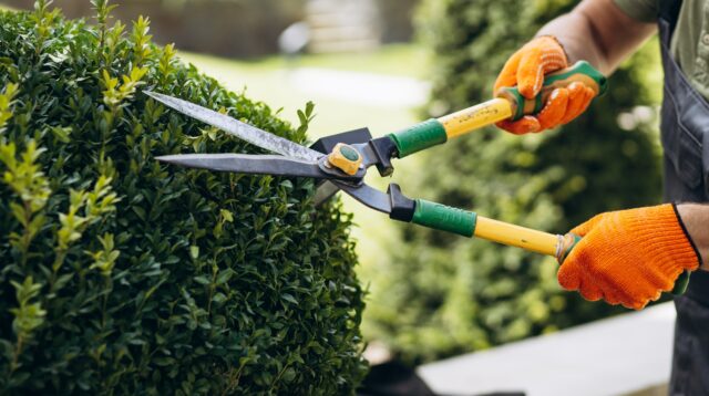 Hedge cutting